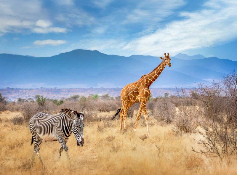 Samburu - Reticulated Giraffe and Grevy’s Zebra