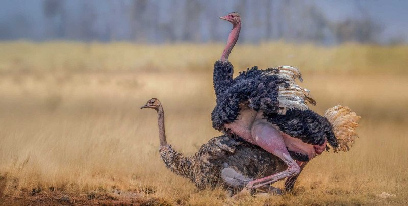 Somali Ostrich