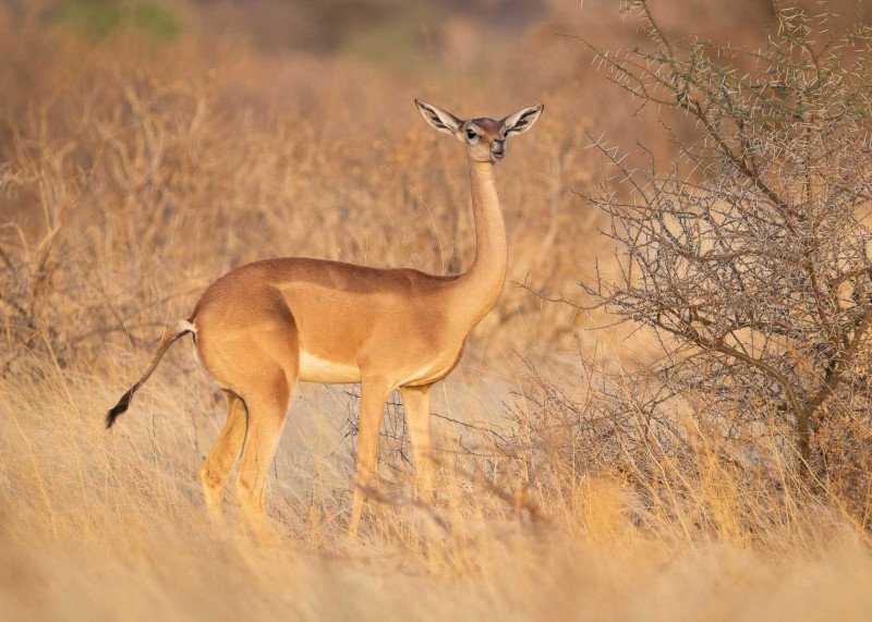Gerenuk