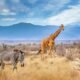 Samburu - Reticulated Giraffe and Grevy’s Zebra