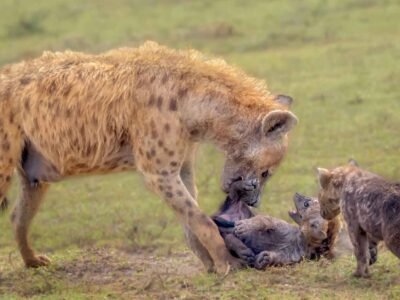 Hyena with two cubs