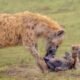 Hyena with two cubs